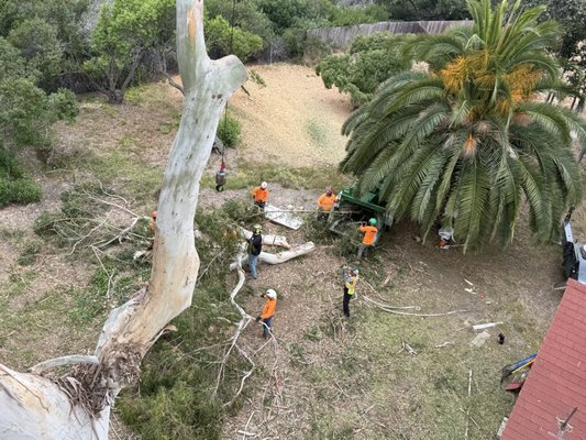 Luis The Arborist on Yelp