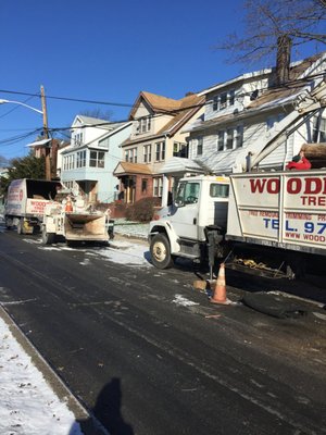 WOODPECKER TREE SERVICE - Updated January 2025 - 105 Photos & 29