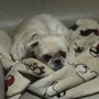 Photo of Fur Star Pet Care