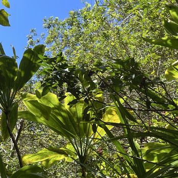Makamaka’ole Stream Hike - Guava tree with tropical bush - Hiking Near Me Makamaka’ole Stream Hike - Guava tree with tropical bush - Hiking Near Me