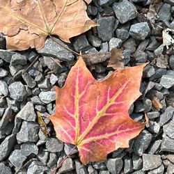 Niagara Woodland Family Campground