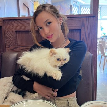 Kingsley Kittens - Pet Breeders Near Me