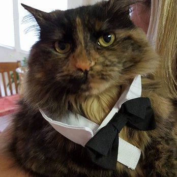 Compass Veterinary Neurology & Imaging - Veterinarians Near Me - Annapolis, Maryland