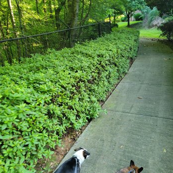 Tree Park - Pet friendly - Apartments Near Me - Flowery Branch, Georgia Tree Park - Pet friendly - Apartments Near Me - Flowery Branch, Georgia