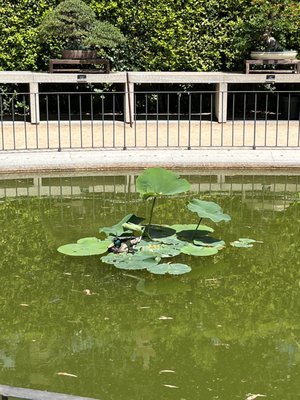 Real Jardín Botánico by null