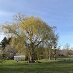 Sweet Acres Pig Sanctuary - Beautiful willow tree.