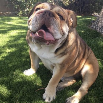 Dirk Butchko Pro Vet - Veterinarians Near Me - Riverside, California Dirk Butchko Pro Vet - Veterinarians Near Me - Riverside, California