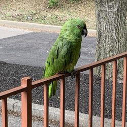 Milya cafe - Parrot on patio