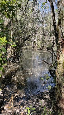 Fakahatchee Strand Preserve State Park by null