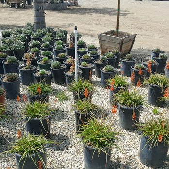 Sterling Gardens Nursery - Many Many options - Nurseries & Gardening Near Me - Simi Valley, California Sterling Gardens Nursery - Many Many options - Nurseries & Gardening Near Me - Simi Valley, California