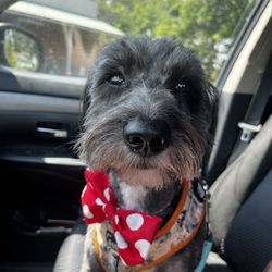All About Grooming - Mr. Pickles