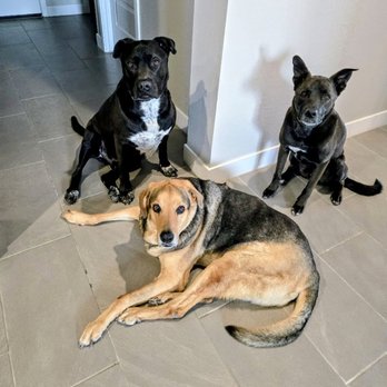 FurBabies & Friends - Dog Walkers Near Me - Glendale, Arizona FurBabies & Friends - Dog Walkers Near Me - Glendale, Arizona