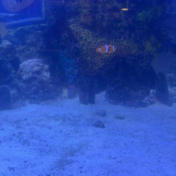 The Claw House - Aquarium - Seafood Near Me - Murrells Inlet, South Carolina