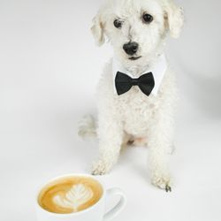 Beanchain Coffee