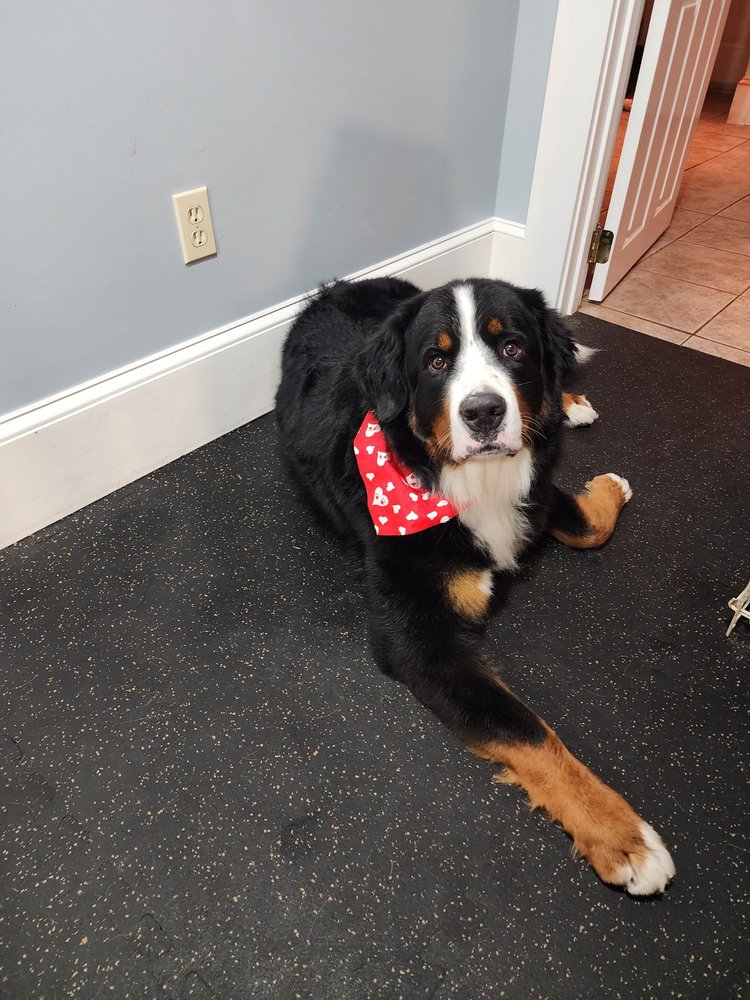 DIRTY DOGS MOBILE GROOMING 44 Photos Barrington, New Hampshire