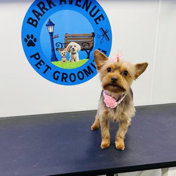 Bark Avenue Pet Grooming - Pet Groomers Near Me Bark Avenue Pet Grooming - Pet Groomers Near Me