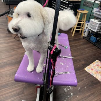 Dog Country Grooming - Beautiful Bella! - Pet Groomers Near Me - Arvada, Colorado Dog Country Grooming - Beautiful Bella! - Pet Groomers Near Me - Arvada, Colorado
