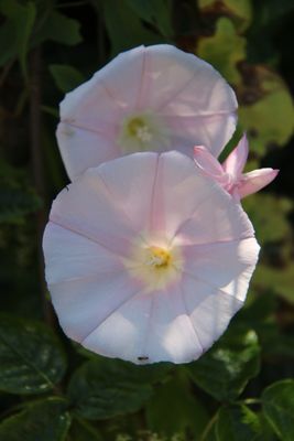 Bob Jones Trail Head by null