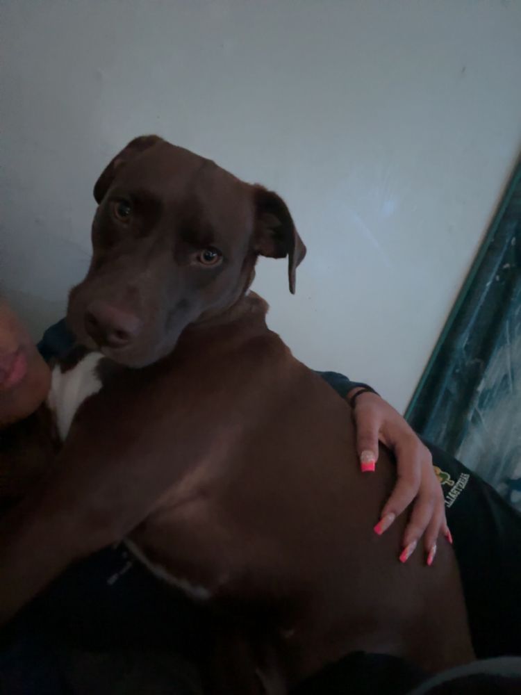 Jah’s Pet Sitting - pet boarding facility in Knoxville, TN