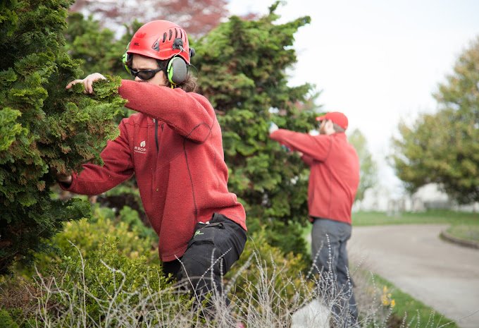 Arborist Enterprises - tree service in Manheim, PA