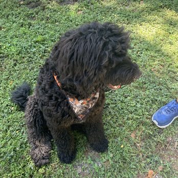 Enterprise Dog Park - Gage taking a break on one of the many beautiful grassy areas in the park. - Dog Parks Near Me - Clearwater, Florida Enterprise Dog Park - Gage taking a break on one of the many beautiful grassy areas in the park. - Dog Parks Near Me - Clearwater, Florida