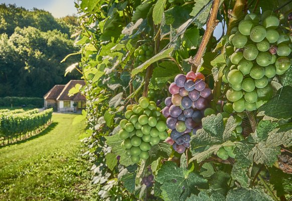 Wiston Estate Winery and Chalk Restaurant by null