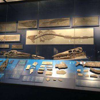 Field Museum - Museums Near Me - Chicago, Illinois Field Museum - Museums Near Me - Chicago, Illinois