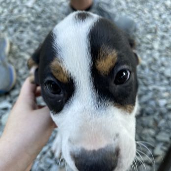 Saving Grace Animals For Adoption - Mt. Dew - Community Service/Non-Profit Near Me - Wake Forest, North Carolina Saving Grace Animals For Adoption - Mt. Dew - Community Service/Non-Profit Near Me - Wake Forest, North Carolina