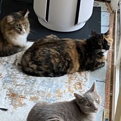 Town Flooring - The kitties are looking at the missed spot by the guy who measured .  You can see where the carpet ends.