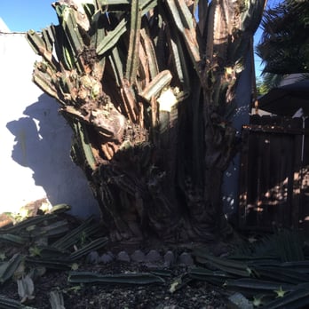 Jimmie's Tree Service - Chop, chop, chop... - Tree Services Near Me Jimmie's Tree Service - Chop, chop, chop... - Tree Services Near Me