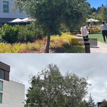 Bartlett Tree Experts - Olive before and after - Tree Services Near Me - Portola Valley, California Bartlett Tree Experts - Olive before and after - Tree Services Near Me - Portola Valley, California