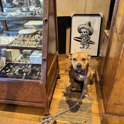 Iguana Import Gallery - Shop dog?