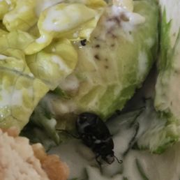 Bug in Salad. So gross