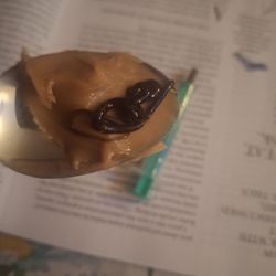 Kip - Breakfast. R.s.o. with peanut butter