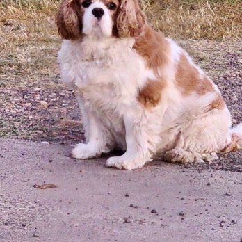 Fabulous Fur Pet Salon - Charlie Brown Terri Allen Gardner - Pet Groomers Near Me - Bryan, Texas Fabulous Fur Pet Salon - Charlie Brown Terri Allen Gardner - Pet Groomers Near Me - Bryan, Texas