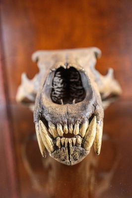 Santa Barbara Museum of Natural History by null