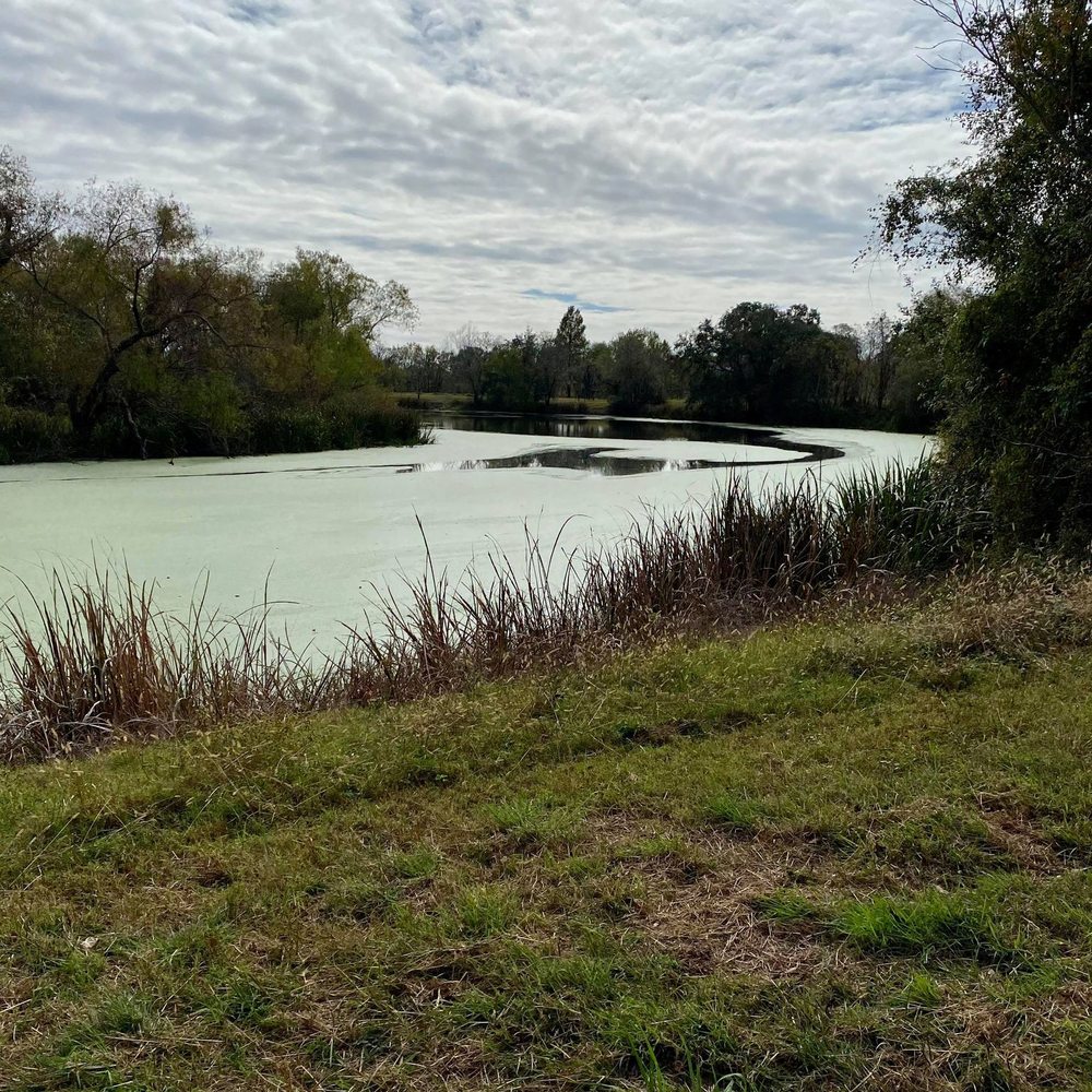 Brazos Bend State Park - Horseshoe Lake - Parks Near Me - Needville, Texas