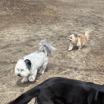 Dog Sitting by Ally - Loving the dog park. - Pet Boarding Near Me