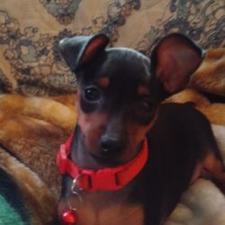 Little Trucker Kennel Miniature Pinschers