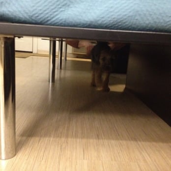 Motel 6 - Doggie tunnel! - Hotels Near Me - Ann Arbor, Michigan