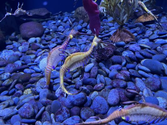 Ripley's Aquarium of Myrtle Beach by null