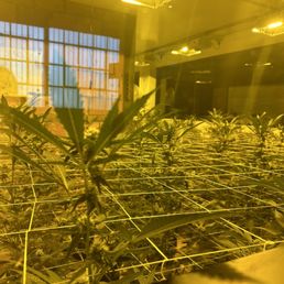 The grow The grow
