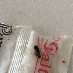 the bug we found in our food :-)