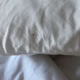 Bed bugs on bed, pillows Bed bugs on bed, pillows