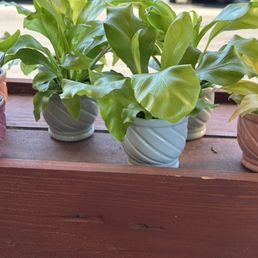 Mini potted plants Mini potted plants