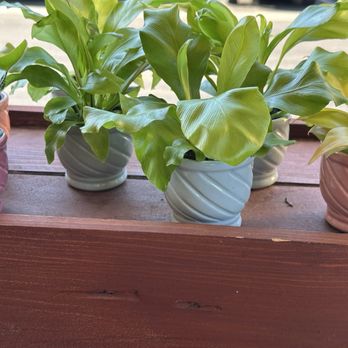 Trader Joe's - Mini potted plants - Grocery Near Me - Elk Grove, California Trader Joe's - Mini potted plants - Grocery Near Me - Elk Grove, California