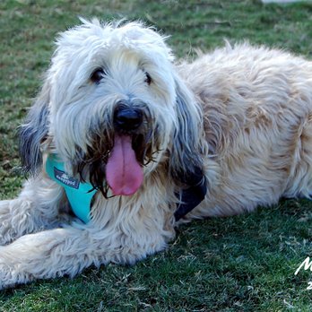 Chaparral Off Leash Area - Macy @ Phoenix Wheaten Terrier MeetUp - Dog Parks Near Me - Scottsdale, Arizona Chaparral Off Leash Area - Macy @ Phoenix Wheaten Terrier MeetUp - Dog Parks Near Me - Scottsdale, Arizona