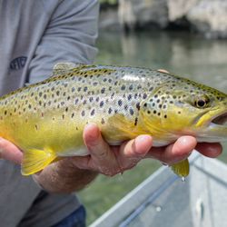 Ellis Ward Guide Service - Healthy brown trout from the lake, coloring up and developing more defined markings as it stays in the river for the summer