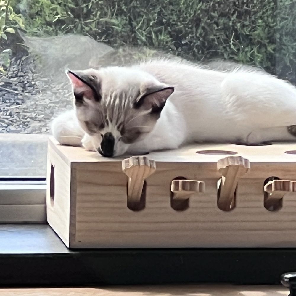 Kitty Cantina - Cute cat - Themed Cafes Near Me - Spokane, Washington Kitty Cantina - Cute cat - Themed Cafes Near Me - Spokane, Washington