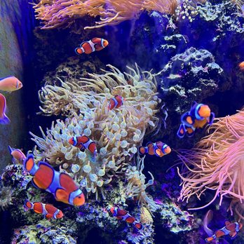Tennessee Aquarium - Aquariums Near Me - Chattanooga, Tennessee Tennessee Aquarium - Aquariums Near Me - Chattanooga, Tennessee